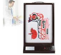 Dynamic Model of Urine Formation, LED Light Shows Urine Flow Direction, Electric 3D Dynamic Teaching Demonstration, Adjustable Speed, Suitable for Classroom Lea