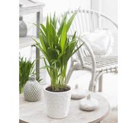 Dypsis Lutescens Areca Palm Tropical Indoor House Plant | 13Cm Pot