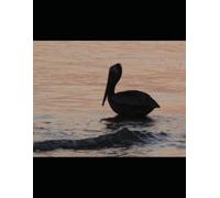 Dystopian Judicial Notice Fixtion: Wonderland Judges