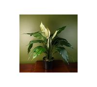 Dyzi 60Cm Artificial Peace Lily With Silk Leaves And Petals