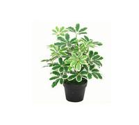 Dyzi Artificial Arboricola Evergreen Plant 55Cm Small Bush