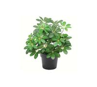 Dyzi Artificial Arboricola Evergreen Plant Small Bush 55Cm