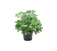 Dyzi Artificial Dwarf Umbrella Plant Potted Indoor Home Décor