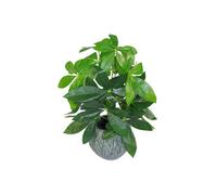 Dyzi Artificial Plant Wired Stems 50Cm Potted