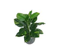 Dyzi Green Variegated Artificial Houseplant In Black Pot 60Cm