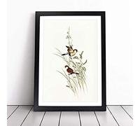 ea Grass Finch Birds by Elizabeth Gould Framed Wall Art Print A4 Black