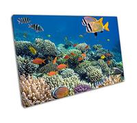 EACanvas Coral reef with Tropical fish sea life Ocean Art Ready to Hang Wall Art Print Picture For Home Office Decor 45x30cm (18x12In)