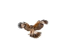 Eagle 3D Flying Wings Emblem - Asudaro Vinyl Adhesive Trim Car Body Decoration Stickers