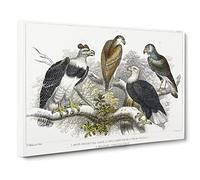 Eagle Birds By Oliver Goldsmith Canvas Print | Gallery Wrapped 30mm Frame Wall Art | 20x14 inches | Ready to Hang | Retro Animals Picture | Living Room Bedroom Lounge Office