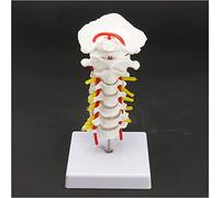 EAnatomical Models Life Size Human, Skull Skeleton Cervical Vertebra Arteria Spine Spinal Nerves Anatomical Study Display Model