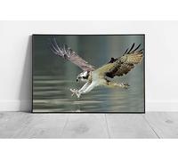 EAPoster Osprey Hawk Lunging To Catch Fish In The Water Amazing Wild Bird Of Prey Photography Wall Art Print on Paper Framed Picture print A2 Print Only (59x42cm)