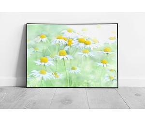 EAPoster Wild Daisy flower art Ready to Hang Print Framed Picture print A3 Print Only (42x30cm)