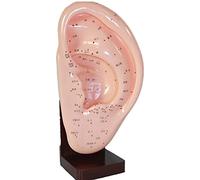 Ear Acupuncture Anatomical Model - Educational Training Aid for Medical and Meridian Points
