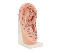 Ear Acupuncture Point Model Ear Zone Massage Tool Educational Laboratory Supplies with Clear Labels for Beauty Salon Massage School