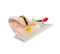 Ear Anatomy Display Model with Sectional Canal and Inner Ear View, Color Coded PVC Teaching Piece on Base for Structure Explanation and Training Display Anatomy Teaching Model Human Cutaway View PVC