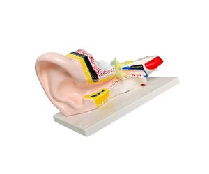 Ear Anatomy Display Model with Sectional Canal and Inner Ear View, Color Coded PVC Teaching Piece on Base for Structure Explanation and Training Display Anatomy Teaching Model Human Cutaway View PVC