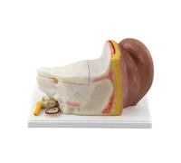 Ear Anatomy Model Lifesize1:3 Human Organ Biology Science Study Education Teaching Medical School Demonstration
