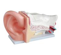 Ear Anatomy Model with Display Base Enlarged Teaching Physiology Research Model Detachable Human Organ Model ()