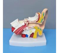 Ear Anatomy Model with Display Base Enlarged Teaching Physiology Research Model Detachable Human Organ Model ()