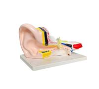 Ear Anatomy Teaching Model with Sectional Human Ear Cutaway View, Color Coded Internal Structure, PVC Display Piece on Base for Classroom Demonstration Anatomy Teaching Model Human Cutaway View PVC