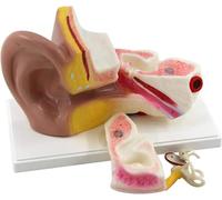Ear Model 3X Enlarged Human Ear Anatomy Model, Removable Anatomy Structure Biology Teaching Tools Of The Ear Showing Major Regions, For Medical Physiology Study Research