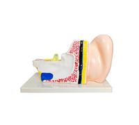 Ear Structure Demonstration Model, Sectional Human Ear Anatomy Display with Color Coded Layers, PVC Tabletop Teaching Model for Training Explanation Anatomy Teaching Human Cutaway View Sectional PVC