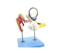 Ear Structure Model Inner Ear Outer Middle Anatomy Neuroauditory Teaching Anatomy Teaching Aids