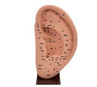 Ear Teaching Acupoint Learning Model Display Massage Massage Tools Anatomical Ear Model