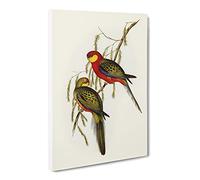 Earl Of Derby'S Parakeet Birds By Elizabeth Gould Canvas Print | Gallery Wrapped 30mm Frame Wall Art | 20x14 inches | Ready to Hang | Retro Bird Picture | Living Room Bedroom Lounge Office