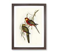 Earl Of Derby'S Parakeet Birds By Elizabeth Gould Vintage Framed Print | A2 Walnut Framed Wall Art | Ready to Hang | Classic Nature Picture | Living Room Bedroom Lounge Office