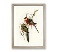 Earl Of Derby'S Parakeet Birds By Elizabeth Gould Vintage Framed Wall Art Print, Ready to Hang Picture for Living Room Bedroom Home Office Décor, Oak A4 (34 x 25 cm)