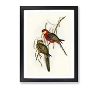 Earl Of Derby'S Parakeet Birds By Elizabeth Gould Vintage Framed Wall Art Print, Ready to Hang Picture for Living Room Bedroom Home Office Décor, Black A2 (64 x 46 cm)
