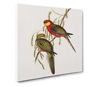 Earl of Derby's Parakeets by Elizabeth Gould Canvas Print | Gallery Wrapped 30mm Frame Wall Art | 14x14 inches | Ready to Hang | Modern Bird Picture | Living Room Bedroom Lounge Office