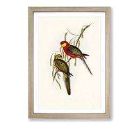 Earl of Derby's Parakeets by Elizabeth Gould Framed Print | A2 Oak Framed Wall Art | Ready to Hang | Modern Nature Picture | Living Room Bedroom Lounge Office