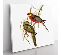 Earl of Derby's Parakeets by Elizabeth Gould Vintage Canvas Wall Art Print Ready to Hang, Framed Picture for Living Room Bedroom Home Office Décor, 50x50 cm (20x20 Inch)