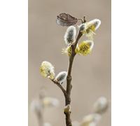 Early spring willow buds-1500 Classic Puzzle Pieces for Adults Puzzle Assembly Toys for Families, Interactive Games, 14 years+