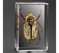 Earnmore Insect Resin,Real Giant Insect Paperweight Taxidermy Specimen ,Real Insect Specimen Transparent Resin Creative Small Ornaments Kindergarten Teaching Observation Toy Scorpion Spider Beetle