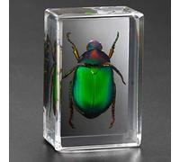 Earnmore Insect Resin,Real Giant Insect Paperweight Taxidermy Specimen ,Real Insect Specimen Transparent Resin Creative Small Ornaments Kindergarten Teaching Observation Toy Scorpion Spider Beetle