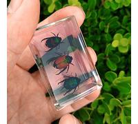 Earnmore Insect Resin,Real Giant Insect Paperweight Taxidermy Specimen ,Real Insect Specimen Transparent Resin Creative Small Ornaments Kindergarten Teaching Observation Toy Scorpion Spider Beetle