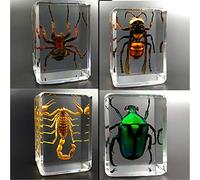 Earnmore Insect Resin,Real Giant Insect Paperweight Taxidermy Specimen ,Real Insect Specimen Transparent Resin Creative Small Ornaments Kindergarten Teaching Observation Toy Scorpion Spider Beetle