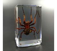 Earnmore Insect Resin,Real Giant Insect Paperweight Taxidermy Specimen ,Real Insect Specimen Transparent Resin Creative Small Ornaments Kindergarten Teaching Observation Toy Scorpion Spider Beetle