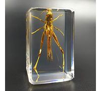 Earnmore Insect Resin,Real Giant Insect Paperweight Taxidermy Specimen ,Real Insect Specimen Transparent Resin Creative Small Ornaments Kindergarten Teaching Observation Toy Scorpion Spider Beetle