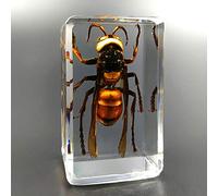 Earnmore Insect Resin,Real Giant Insect Paperweight Taxidermy Specimen ,Real Insect Specimen Transparent Resin Creative Small Ornaments Kindergarten Teaching Observation Toy Scorpion Spider Beetle