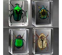 Earnmore Insect Resin,Real Giant Insect Paperweight Taxidermy Specimen ,Real Insect Specimen Transparent Resin Creative Small Ornaments Kindergarten Teaching Observation Toy Scorpion Spider Beetle