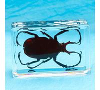 Earnmore Insect Resin,Real Giant Insect Paperweight Taxidermy Specimen ,Real Insect Specimen Transparent Resin Creative Small Ornaments Kindergarten Teaching Observation Toy Scorpion Spider Beetle
