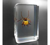 Earnmore Insect Resin,Real Giant Insect Paperweight Taxidermy Specimen ,Real Insect Specimen Transparent Resin Creative Small Ornaments Kindergarten Teaching Observation Toy Scorpion Spider Beetle