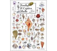 Earth Sky + Water - Sanibel & Captiva Shells & Beach Life - Poster