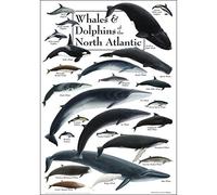 Earth Sky + Water - Whales & Dolphins of the North Atlantic - Poster