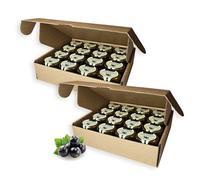 Earthbreath Marmalade - Black Currants & Honey - Pack of 32 - Multiple Flavours - Sugar-free, Natural - Free From Gelatine, or Any Artificial Additives - For Hotels, Restaurants, B&B, Celebrations