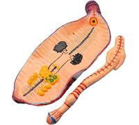 Earthworm Anatomy Model Earthworm Annelid Invertebrate Anatomical Model for Biology Teaching Research Tool